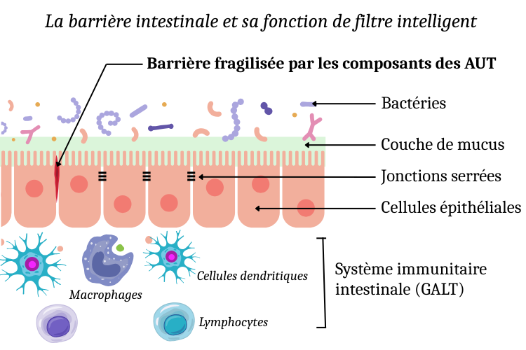 Barriere intestinale et fonction de filtre intelligent